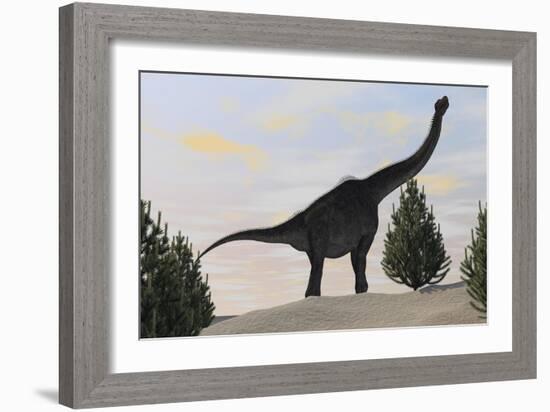 Large Brachiosaurus Amongst Pine Trees-null-Framed Art Print