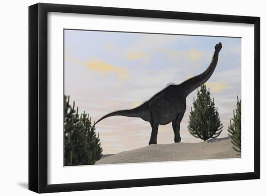 Large Brachiosaurus Amongst Pine Trees-null-Framed Art Print