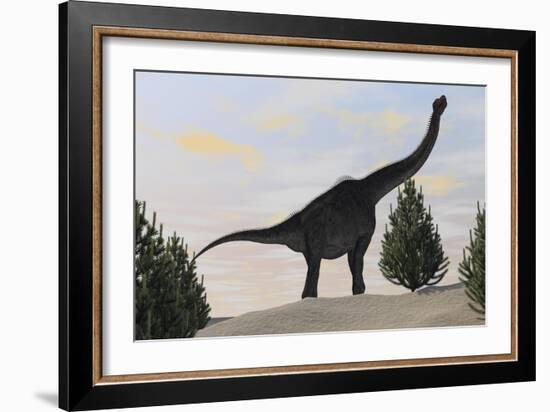 Large Brachiosaurus Amongst Pine Trees-null-Framed Art Print