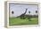 Large Brachiosaurus and a Gigantoraptor in a Grassy Field-null-Framed Stretched Canvas