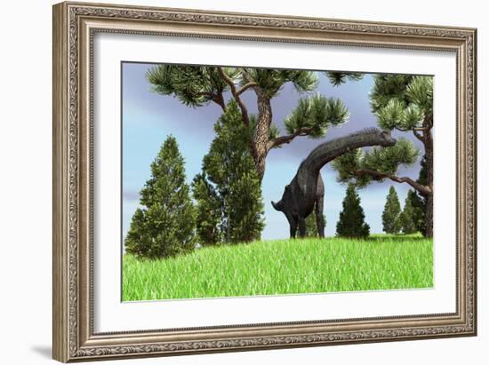 Large Brachiosaurus Grazing Among Trees-null-Framed Art Print