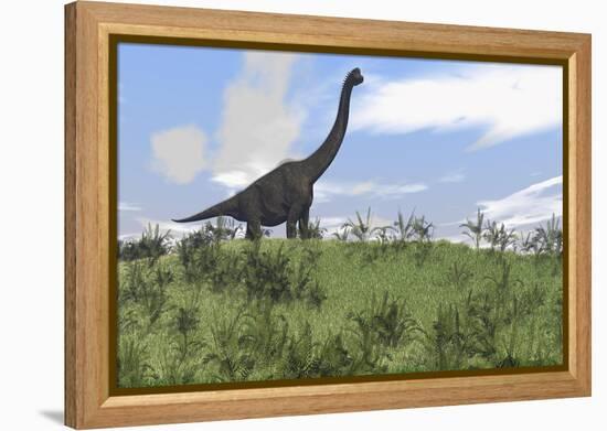 Large Brachiosaurus Grazing in an Open Field-null-Framed Stretched Canvas