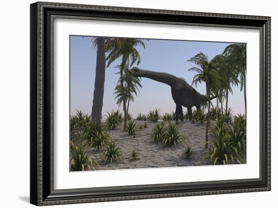 Large Brachiosaurus Grazing on Foliage-null-Framed Art Print