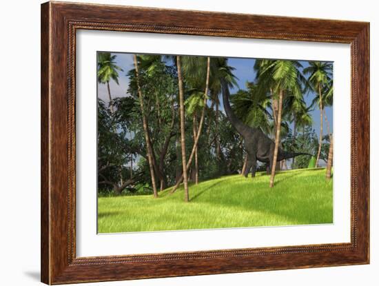 Large Brachiosaurus Grazing on Palm Trees-null-Framed Art Print