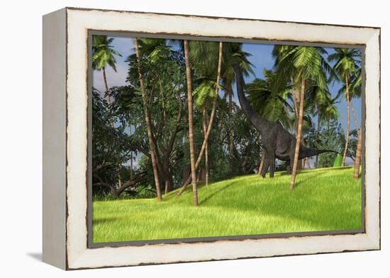 Large Brachiosaurus Grazing on Palm Trees-null-Framed Stretched Canvas
