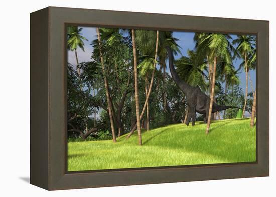 Large Brachiosaurus Grazing on Palm Trees-null-Framed Stretched Canvas