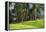 Large Brachiosaurus Grazing on Palm Trees-null-Framed Stretched Canvas