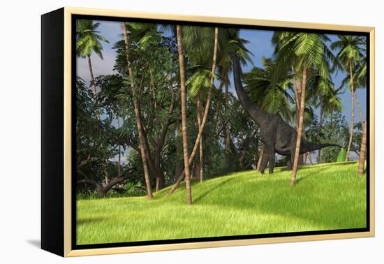 Large Brachiosaurus Grazing on Palm Trees-null-Framed Stretched Canvas