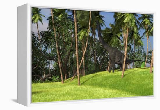 Large Brachiosaurus Grazing on Palm Trees-null-Framed Stretched Canvas