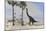 Large Brachiosaurus Grazing on Tall Trees-null-Mounted Art Print