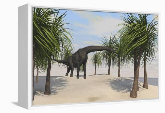 Large Brachiosaurus Grazing on Trees-null-Framed Stretched Canvas