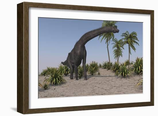 Large Brachiosaurus Grazing-null-Framed Art Print