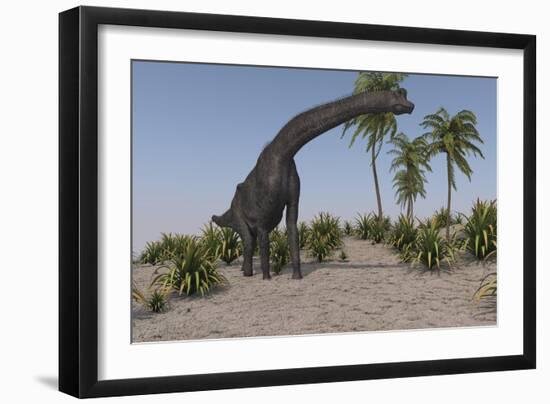 Large Brachiosaurus Grazing-null-Framed Art Print