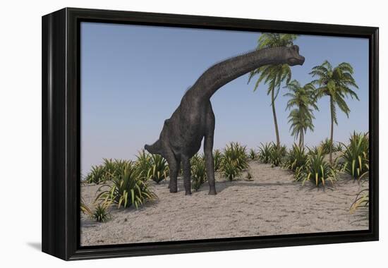 Large Brachiosaurus Grazing-null-Framed Stretched Canvas