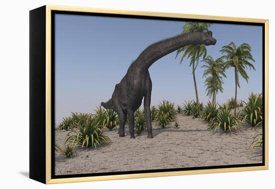 Large Brachiosaurus Grazing-null-Framed Stretched Canvas