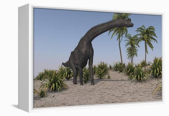 Large Brachiosaurus Grazing-null-Framed Stretched Canvas