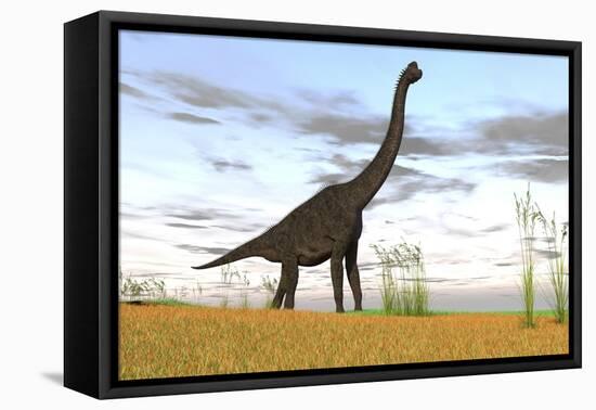 Large Brachiosaurus in a Grassy Field-null-Framed Stretched Canvas
