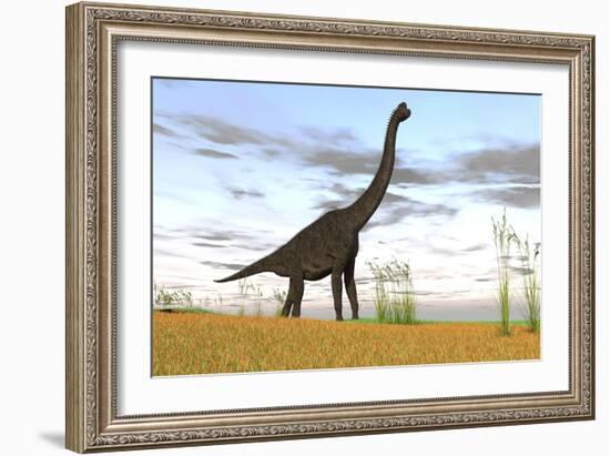 Large Brachiosaurus in a Grassy Field-null-Framed Art Print