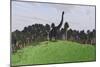 Large Brachiosaurus in an Open Field-null-Mounted Art Print