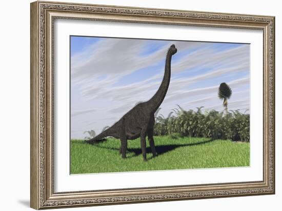 Large Brachiosaurus in an Open Field-null-Framed Art Print