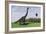 Large Brachiosaurus in an Open Field-null-Framed Art Print