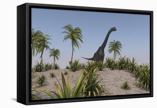 Large Brachiosaurus Roaming a Prehistoric Environment-null-Framed Stretched Canvas