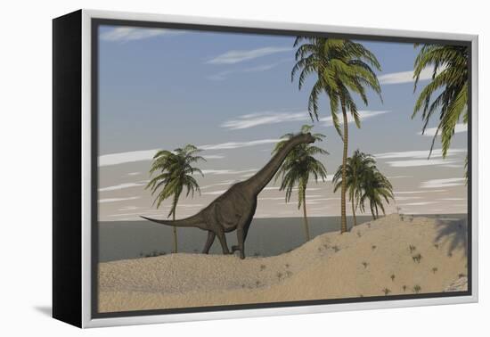 Large Brachiosaurus Roaming an Tropical Climate Landscape-null-Framed Stretched Canvas