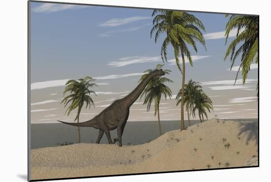 Large Brachiosaurus Roaming an Tropical Climate Landscape-null-Mounted Art Print