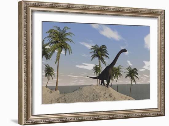 Large Brachiosaurus Roaming an Tropical Climate Landscape-null-Framed Art Print