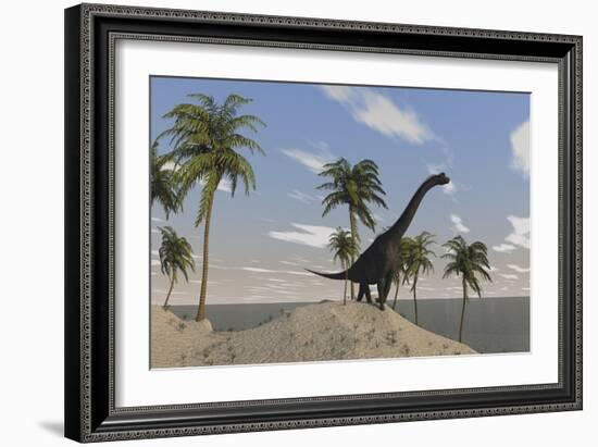 Large Brachiosaurus Roaming an Tropical Climate Landscape-null-Framed Art Print