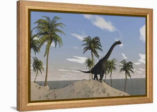 Large Brachiosaurus Roaming an Tropical Climate Landscape-null-Framed Stretched Canvas