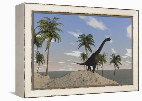 Large Brachiosaurus Roaming an Tropical Climate Landscape-null-Framed Stretched Canvas