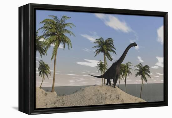 Large Brachiosaurus Roaming an Tropical Climate Landscape-null-Framed Stretched Canvas