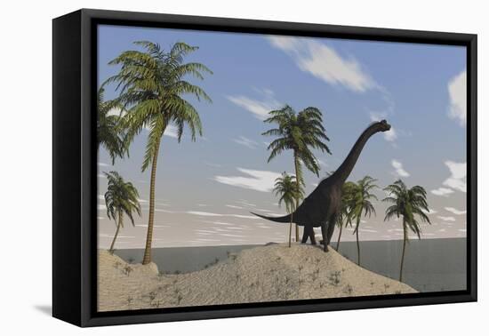 Large Brachiosaurus Roaming an Tropical Climate Landscape-null-Framed Stretched Canvas