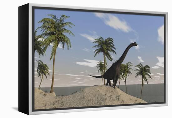 Large Brachiosaurus Roaming an Tropical Climate Landscape-null-Framed Stretched Canvas