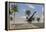 Large Brachiosaurus Roaming an Tropical Climate Landscape-null-Framed Stretched Canvas