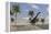 Large Brachiosaurus Roaming an Tropical Climate Landscape-null-Framed Stretched Canvas