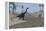 Large Brachiosaurus Roaming the Edge of a Bay-null-Framed Stretched Canvas