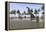 Large Brachiosaurus Standing at the Water's Edge-null-Framed Stretched Canvas