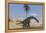 Large Brachiosaurus Walking Along the Water's Edge-null-Framed Stretched Canvas