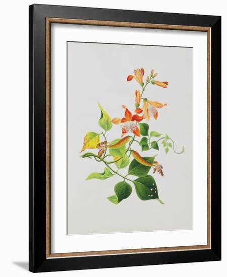 Large Bright Orange Flowers and Large Green Leaves-null-Framed Giclee Print