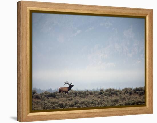 Large Bull Elk Bugling During the Rut in Grand Teton National Park-Andrew R. Slaton-Framed Premier Image Canvas