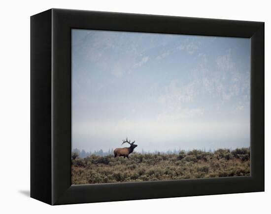 Large Bull Elk Bugling During the Rut in Grand Teton National Park-Andrew R. Slaton-Framed Premier Image Canvas
