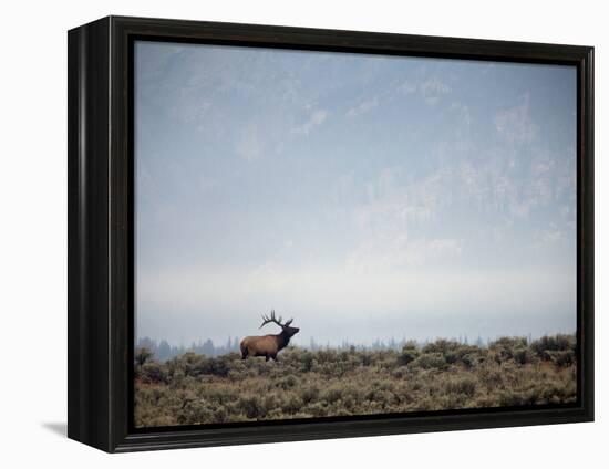 Large Bull Elk Bugling During the Rut in Grand Teton National Park-Andrew R. Slaton-Framed Premier Image Canvas