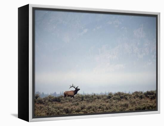 Large Bull Elk Bugling During the Rut in Grand Teton National Park-Andrew R. Slaton-Framed Premier Image Canvas