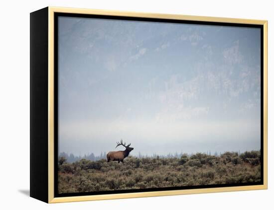 Large Bull Elk Bugling During the Rut in Grand Teton National Park-Andrew R. Slaton-Framed Premier Image Canvas