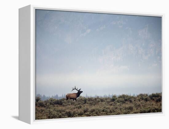 Large Bull Elk Bugling During the Rut in Grand Teton National Park-Andrew R. Slaton-Framed Premier Image Canvas