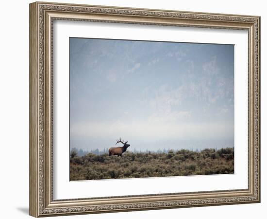 Large Bull Elk Bugling During the Rut in Grand Teton National Park-Andrew R. Slaton-Framed Photographic Print