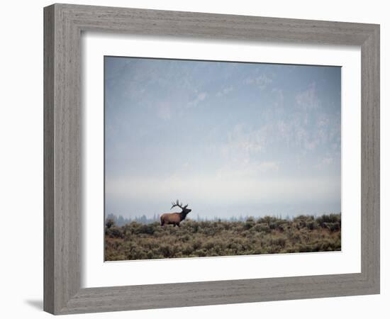 Large Bull Elk Bugling During the Rut in Grand Teton National Park-Andrew R. Slaton-Framed Photographic Print