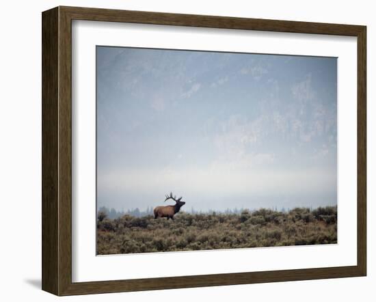 Large Bull Elk Bugling During the Rut in Grand Teton National Park-Andrew R. Slaton-Framed Photographic Print